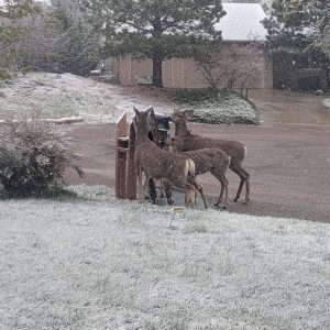 deer at a mailbox